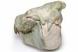 Oreodont (Eporeodon) Skull - South Dakota #217183-5